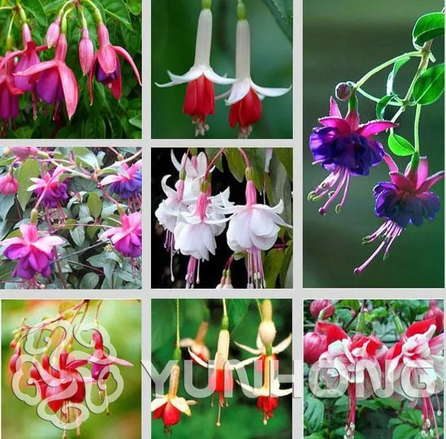 100pcs/bag Fuchsia Bonsai,Fuchsia Flowers ,Lantern flower,begonia flower ,bonsai flower Bonsai,plant for home garden
100pcs/bag Fuchsia Bonsai,Fuchsia Flowers ,Lantern flower,begonia flower ,bonsai flower Bonsai,plant for home garden