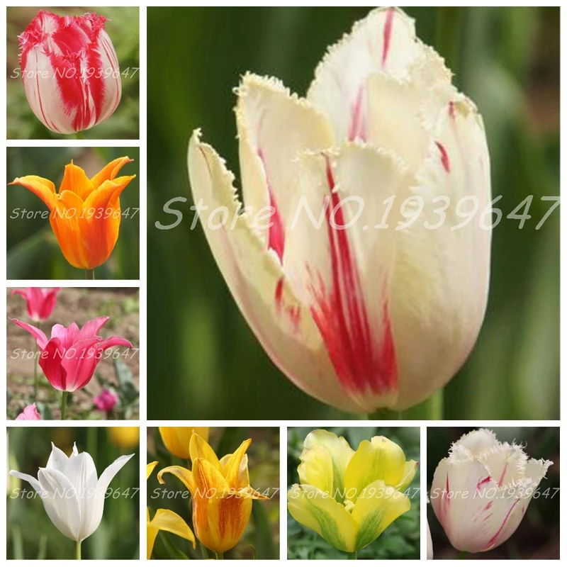 Bonsai 100 Pcs Bonsai Tulip (Not Tulip Bulbs)24 Varieties Rainbow Tulip High-Grade Flower Potted Plant Most Beautiful * Colorful
Bonsai 100 Pcs Bonsai Tulip (Not Tulip Bulbs)24 Varieties Rainbow Tulip High-Grade Flower Potted Plant Most Beautiful * Colorful