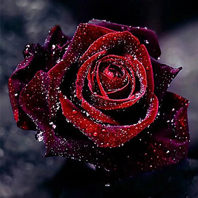 3D diy diamond embroidery painting cross stitch Red rose picture mosaic flower home decor
3D diy diamond embroidery painting cross stitch Red rose picture mosaic flower home decor