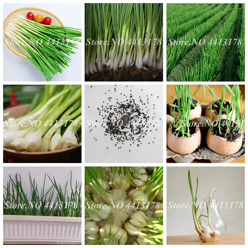 1000 Pcs Giant Shallot Bonsai Plant Organic Heirloom Onion Fruit Vegetable Non-Gmo Planta Outdoor Potted Plants for Home Garden
1000 Pcs Giant Shallot Bonsai Plant Organic Heirloom Onion Fruit Vegetable Non-Gmo Planta Outdoor Potted Plants for Home Garden