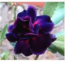 20PCS 100% Fresh Real Purple Adenium Obesum Semillas - Bonsai Desert Rose Flower Plant Semillas
20PCS 100% Fresh Real Purple Adenium Obesum Semillas - Bonsai Desert Rose Flower Plant Semillas
