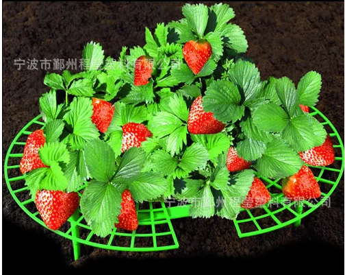 1pcs Strawberry shelf garden plant support strawberry shelf to prevent strawberry decay in rainy days
1pcs Strawberry shelf garden plant support strawberry shelf to prevent strawberry decay in rainy days