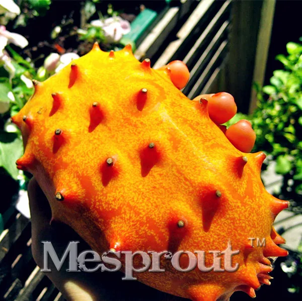 Hot Selling Kiwano Melon Bonsai ,Cucumis Metuliferus, African Cucumber, Vegetable Bonsai DIY Home Garden Free Shippin 100PCS
Hot Selling Kiwano Melon Bonsai ,Cucumis Metuliferus, African Cucumber, Vegetable Bonsai DIY Home Garden Free Shippin 100PCS