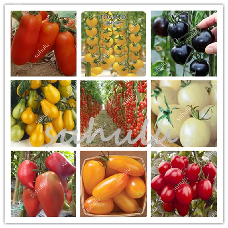 Big Sale! 100 Pcs Hanging Tomato Bonsai, Aquarius Excluded Very Easy Interest Annual Sementes Organic Vegetable Fruit Bonsai
Big Sale! 100 Pcs Hanging Tomato Bonsai, Aquarius Excluded Very Easy Interest Annual Sementes Organic Vegetable Fruit Bonsai