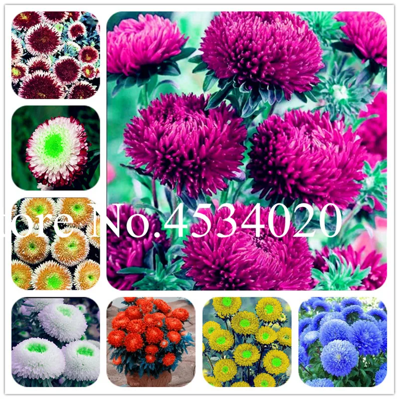 100 pcs/bag China Mother Chrysanthemum aster plants Rare perennial flower plant Indoor bonsai flowering plants Family garden
100 pcs/bag China Mother Chrysanthemum aster plants Rare perennial flower plant Indoor bonsai flowering plants Family garden