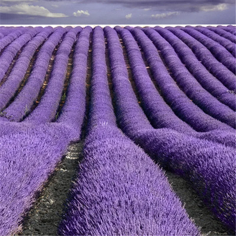 500PCS-Bonsai French Blue Lavender Seed Provence Lavender Vanilla Bonsai Tree Garden Decoration on Plantas Para Jardin
500PCS-Bonsai French Blue Lavender Seed Provence Lavender Vanilla Bonsai Tree Garden Decoration on Plantas Para Jardin