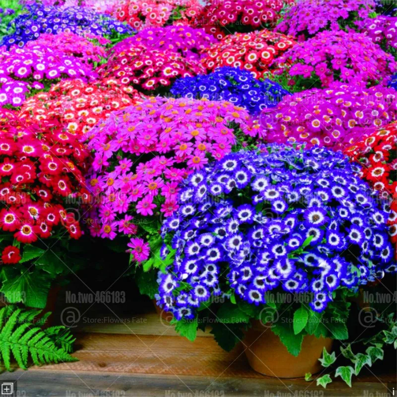 100pcs Senecio cruentus bonsai flowers chrysanthemum bonsai indoor potted plantas for home garden bonsai flower plants
100pcs Senecio cruentus bonsai flowers chrysanthemum bonsai indoor potted plantas for home garden bonsai flower plants