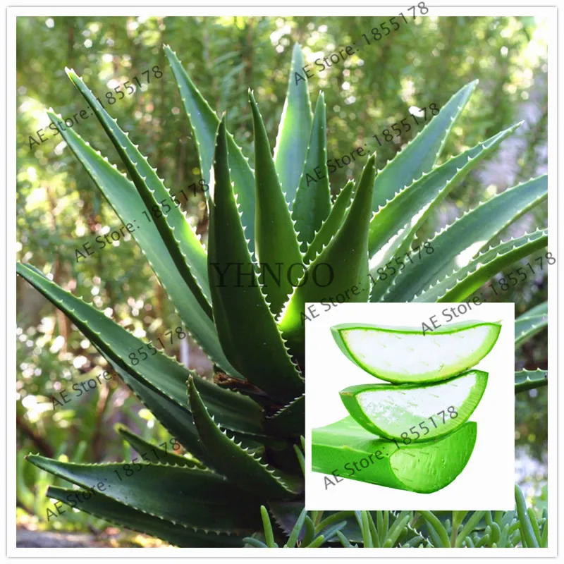 100 pcs edible fruits Aloe vera beauty cosmetics flores Edible,Bonsai plant for home garden
100 pcs edible fruits Aloe vera beauty cosmetics flores Edible,Bonsai plant for home garden
