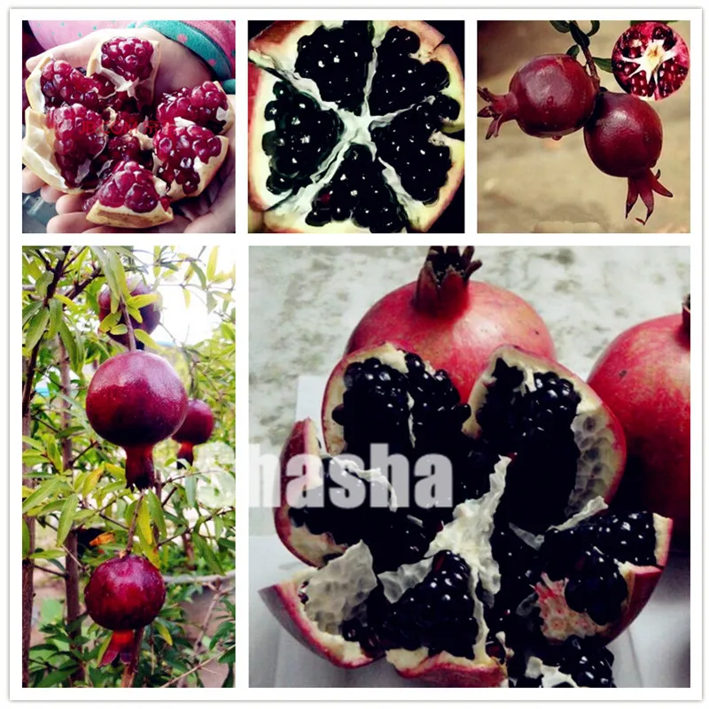 100 pcs/bag Rare Black Pomegranate bonsai Chinese big pomegranate delicious fruit for home garden indoor Or outdoor fruit tree
100 pcs/bag Rare Black Pomegranate bonsai Chinese big pomegranate delicious fruit for home garden indoor Or outdoor fruit tree