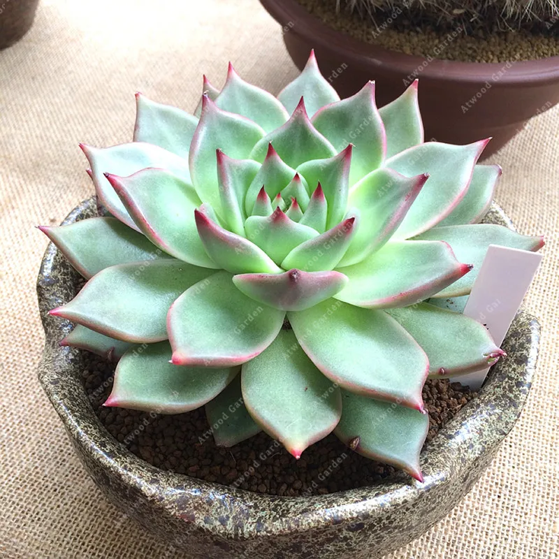 200 pieces Leaf Edge Redness Like Lotus Succulents of Perennial Indoor Plants Bonsai Ornamental Excellent Air Purification
200 pieces Leaf Edge Redness Like Lotus Succulents of Perennial Indoor Plants Bonsai Ornamental Excellent Air Purification