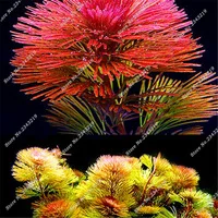 New-1000-Pieces-Like-Pine-Aquatic-Plant-Seeds-Indoor-Ornamental-Free-Shipping-Live-Aquarium-Plants-Fish.jpg_200x200
