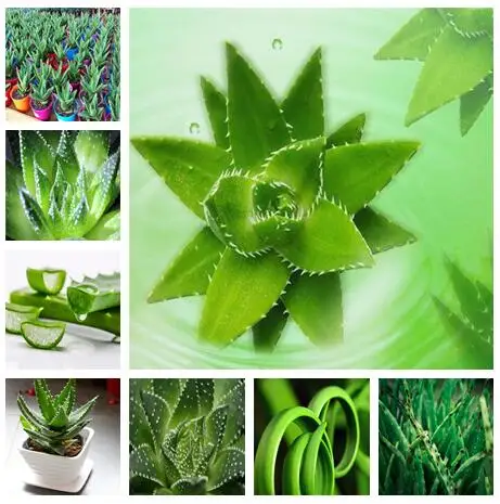 100 pcs Colorful Rare Cactus Aloe Bonsai, Cactus Rebutia Variety Mix Exotic Flowering Cacti, Office Mini Plant Succulent
100 pcs Colorful Rare Cactus Aloe Bonsai, Cactus Rebutia Variety Mix Exotic Flowering Cacti, Office Mini Plant Succulent