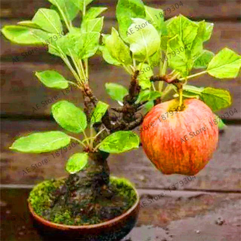 Bonsai Mini Apple Tree 20 Pcs Mini Apple Fruit Bonsai Seeds Apple