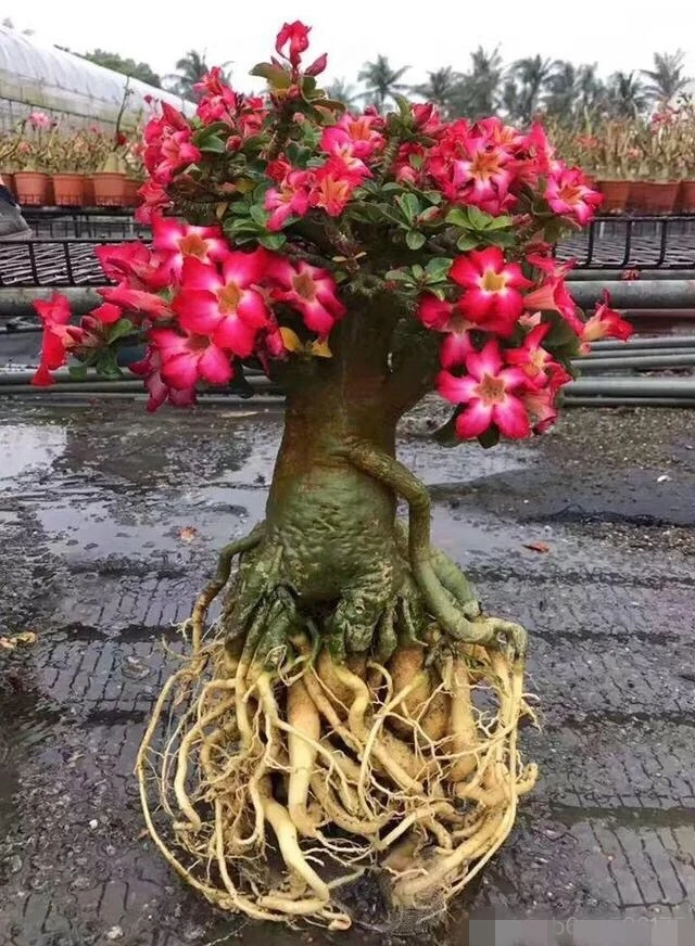 100% Real Color * Fresh Adenium Obesum semillas - Bonsai Desert Rose Flower Plant semillas sementes ( No. V13 )
100% Real Color * Fresh Adenium Obesum semillas - Bonsai Desert Rose Flower Plant semillas sementes ( No. V13 )