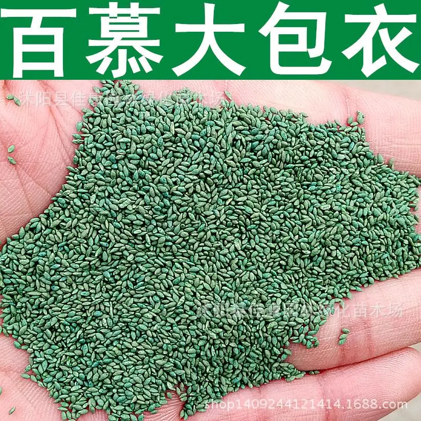 Image Lawn grass seeds imported seed paradise dwarf Bermuda grass seeds of hybrid Bermuda grass does not need pruning 200g   Pack