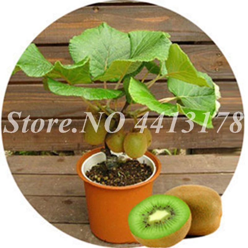 100 pcs The King Of Fruits Kiwi Plants Garden Courtyard Bonsai Tree Plants Flowers Rare Fruit & Vegetable Planta Easy to Grow
100 pcs The King Of Fruits Kiwi Plants Garden Courtyard Bonsai Tree Plants Flowers Rare Fruit & Vegetable Planta Easy to Grow