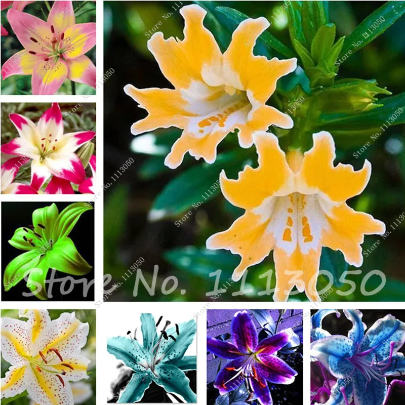 100 Pcs Rare Color Lily Flower bonsai,Small Indoor Flowers, Flower Lilium plant,Faint Scent,Bonsai Pot Plant For Home Garden
100 Pcs Rare Color Lily Flower bonsai,Small Indoor Flowers, Flower Lilium plant,Faint Scent,Bonsai Pot Plant For Home Garden