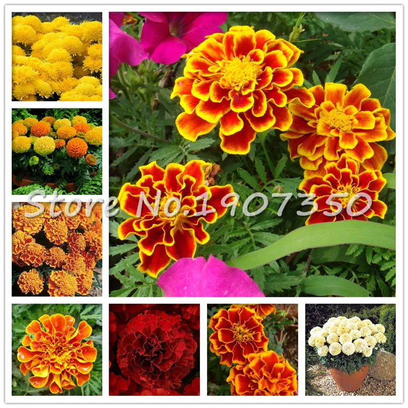 Sales promotion 100 Pcs African Marigold French Marigold Herbs Tagetes Erecta Flower Bonsai Tagetes Flower For Home Garden Plant
Sales promotion 100 Pcs African Marigold French Marigold Herbs Tagetes Erecta Flower Bonsai Tagetes Flower For Home Garden Plant