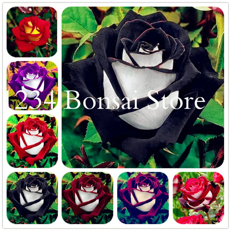 200 pcs Black Rose plant with red edge, rare color popular garden flower Perennial Bush or Bonsai Flower for home garden
200 pcs Black Rose plant with red edge, rare color popular garden flower Perennial Bush or Bonsai Flower for home garden