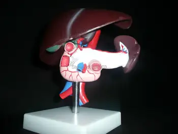 Human Life Size Liver Pancreas and Duodenum Simulation traumatic gun Medical Anatomy anatomical instruments condoms brain skull
Human Life Size Liver Pancreas and Duodenum Simulation traumatic gun Medical Anatomy anatomical instruments condoms brain skull