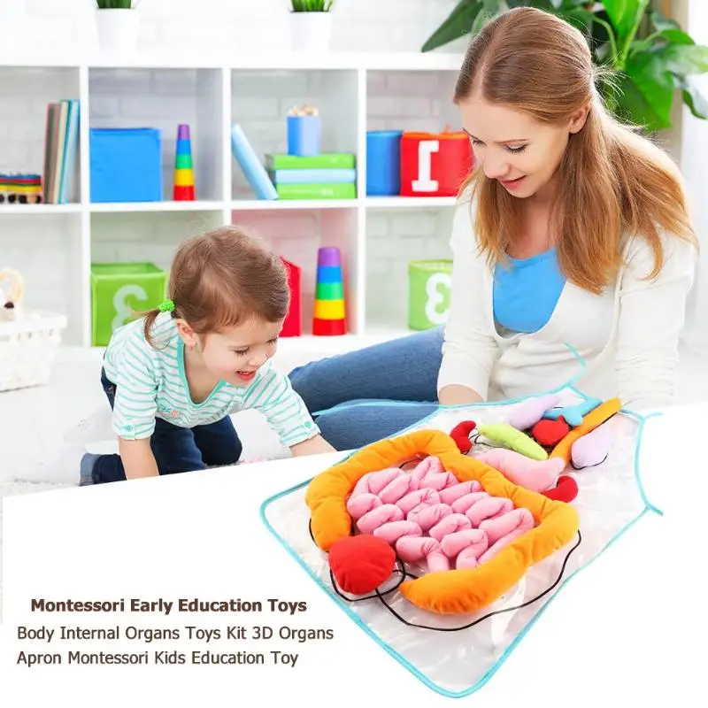 educational 3d organ apron