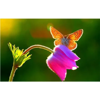 5d diy diamante pittura di beautifl butterfly and flowers di cristallo del diamante pittura a ricamo della casa decorativo W394
5d diy diamante pittura di beautifl butterfly and flowers di cristallo del diamante pittura a ricamo della casa decorativo W394