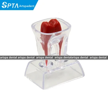 Dental Teeth Tooth Molar Model With Crystal Base Separable For Oral Care Medical Science Teaching Demonstration
Dental Teeth Tooth Molar Model With Crystal Base Separable For Oral Care Medical Science Teaching Demonstration