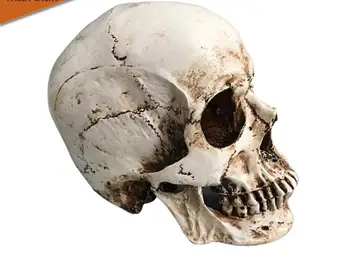 Simulation 1:1 art copy sketch skull model resin medical skull education teaching equipment gift
Simulation 1:1 art copy sketch skull model resin medical skull education teaching equipment gift