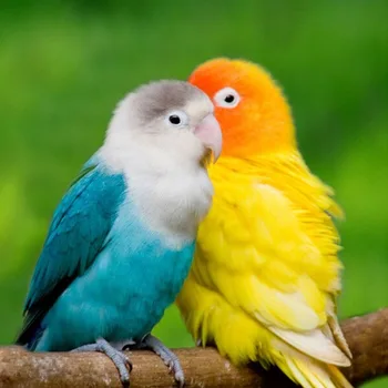 Icon Lovebirds Diamond Embroidery New 100% full square drill diamond mosaic painting Home Decoration cross stitch kits x3
Icon Lovebirds Diamond Embroidery New 100% full square drill diamond mosaic painting Home Decoration cross stitch kits x3