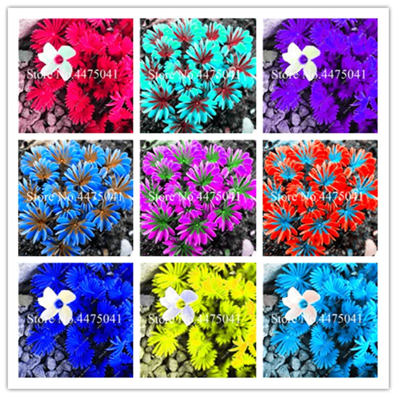 150 Pcs Exotic Rainbow Bonsai Oxalis Versicolor Flower, Bonsai Clover Plants,Four Leaf Clover Bonsai Oxalis Corymbosa Sementes D
150 Pcs Exotic Rainbow Bonsai Oxalis Versicolor Flower, Bonsai Clover Plants,Four Leaf Clover Bonsai Oxalis Corymbosa Sementes D