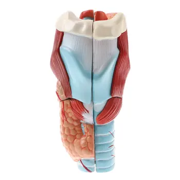 2X Magnification 5 Parts Pharynx Larynx Model Human Anatomical Model for School Teaching Tool Learning Display Lab Supplies
2X Magnification 5 Parts Pharynx Larynx Model Human Anatomical Model for School Teaching Tool Learning Display Lab Supplies