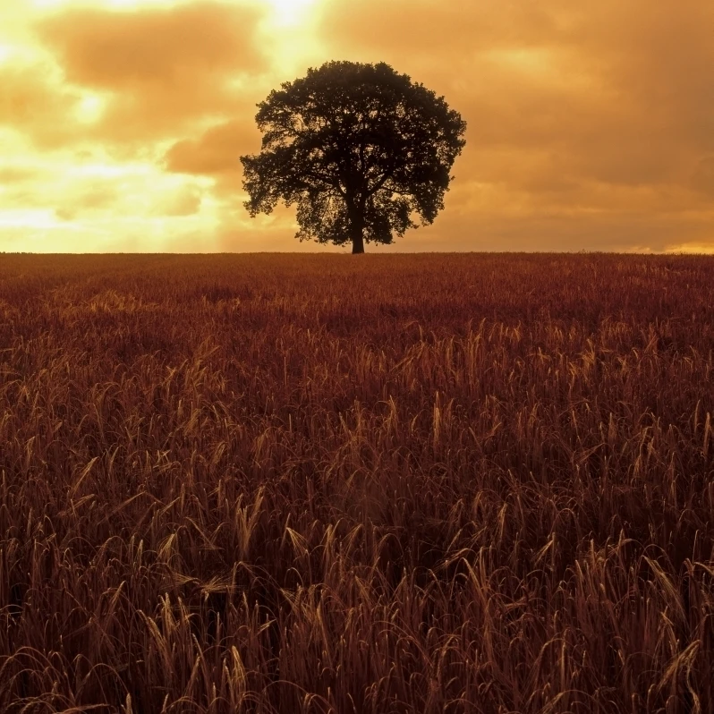 Oak Tree In A Barley Field Ireland Poster Print (24 x 32)