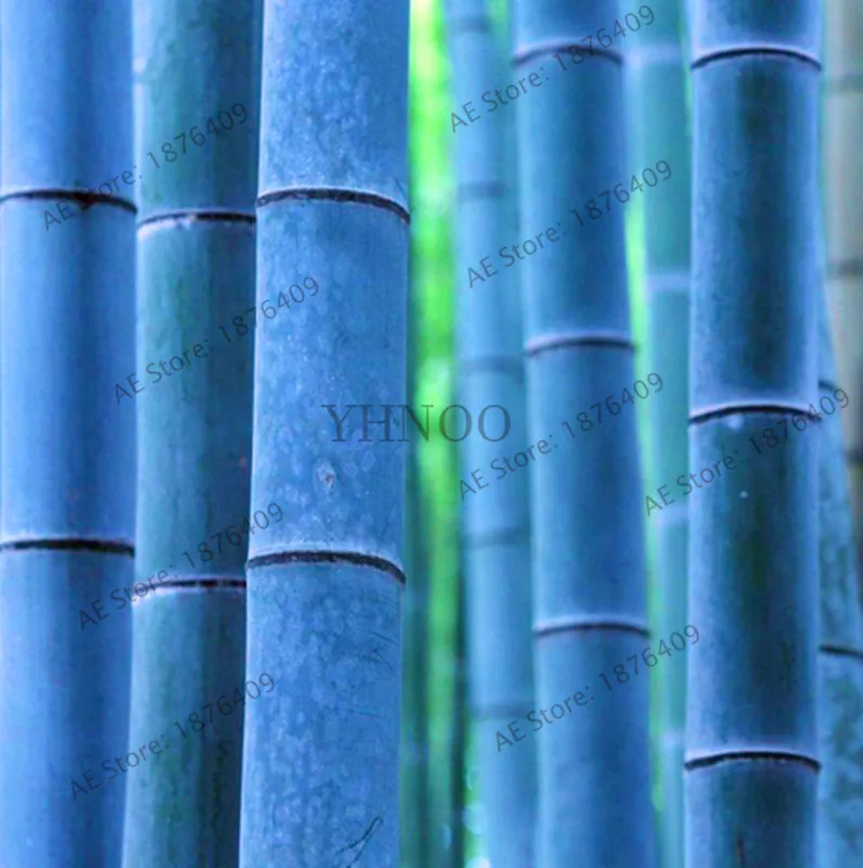 New Arrival!50 pcs/bag rare blue bamboo bonsai, decorative garden, herb planster bambu tree plant for diy home garden,#8D29PN
New Arrival!50 pcs/bag rare blue bamboo bonsai, decorative garden, herb planster bambu tree plant for diy home garden,#8D29PN