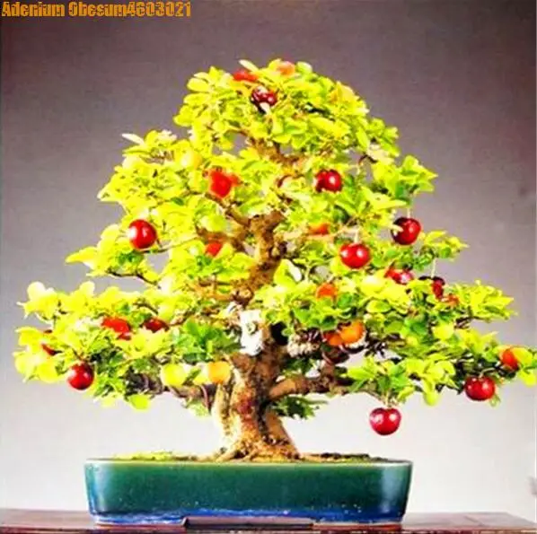 Big sale! 10pcs dwarf bonsai cherry tree real green healthy fruit potted perennial fruit home garden plants free shipping
Big sale! 10pcs dwarf bonsai cherry tree real green healthy fruit potted perennial fruit home garden plants free shipping