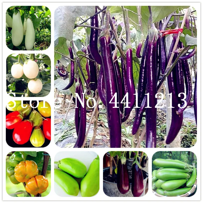 50 Pcs Black Purple Yellow Eggplant,Italian Eggplant Bonsai,Rare Aubergine, Organic Fruit Vegetable,Plant for Home Garden
50 Pcs Black Purple Yellow Eggplant,Italian Eggplant Bonsai,Rare Aubergine, Organic Fruit Vegetable,Plant for Home Garden