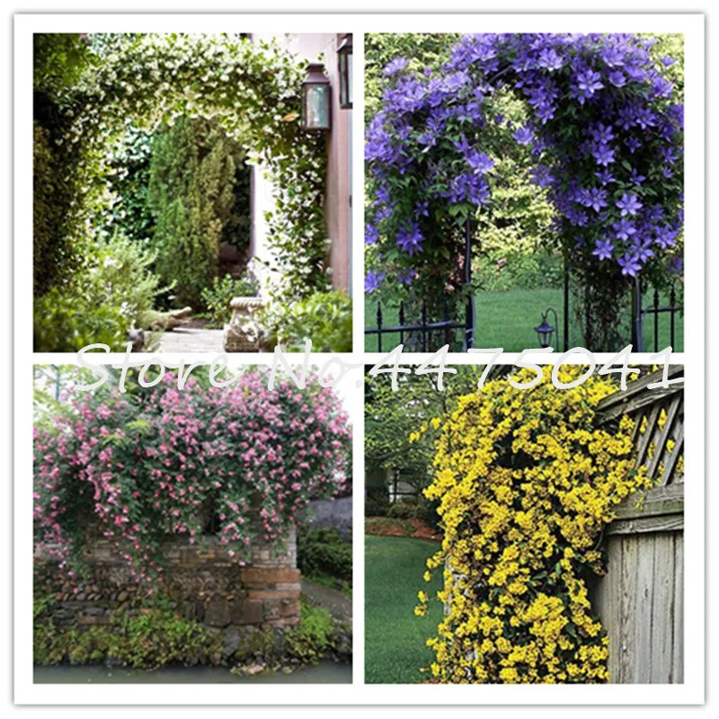 Hot! 100 Pcs Climbing Jasmine Bonsai, Gardenia Flower, Exotic Shrub-Open Pollinate Balcony Garden Potted Bonsai Fragrant Plants
Hot! 100 Pcs Climbing Jasmine Bonsai, Gardenia Flower, Exotic Shrub-Open Pollinate Balcony Garden Potted Bonsai Fragrant Plants