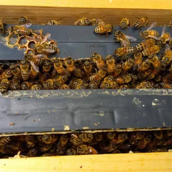 10PCS Beekeeping Brood Box Bottom Hive Beekeeping Equipment Plastic Frame With Comb Foundation for Apis mellifera
10PCS Beekeeping Brood Box Bottom Hive Beekeeping Equipment Plastic Frame With Comb Foundation for Apis mellifera