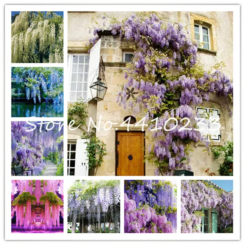 10 Pcs Japanese Purple Wisteria Fresh Bonsais Tree Amazing Climber Perennial Indoor Ornamental Plants For Home Garden
10 Pcs Japanese Purple Wisteria Fresh Bonsais Tree Amazing Climber Perennial Indoor Ornamental Plants For Home Garden