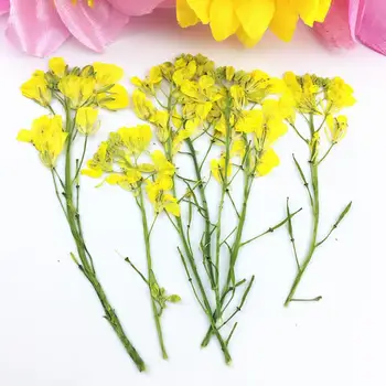 120pcs 4-8cm Pressed Dried Cole Flower With Stalk Plant Herbarium For Jewelry Postcard Phone Case Bookmark Craft DIY Accessories
120pcs 4-8cm Pressed Dried Cole Flower With Stalk Plant Herbarium For Jewelry Postcard Phone Case Bookmark Craft DIY Accessories
