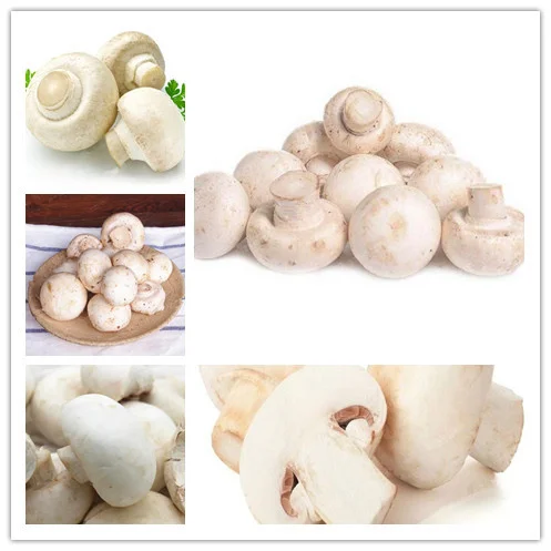 Big Sale 200 Pcs Delicious White Mushroom bonsai Green Vegetables Bonsai plant Very Easy To Grow
Big Sale 200 Pcs Delicious White Mushroom bonsai Green Vegetables Bonsai plant Very Easy To Grow