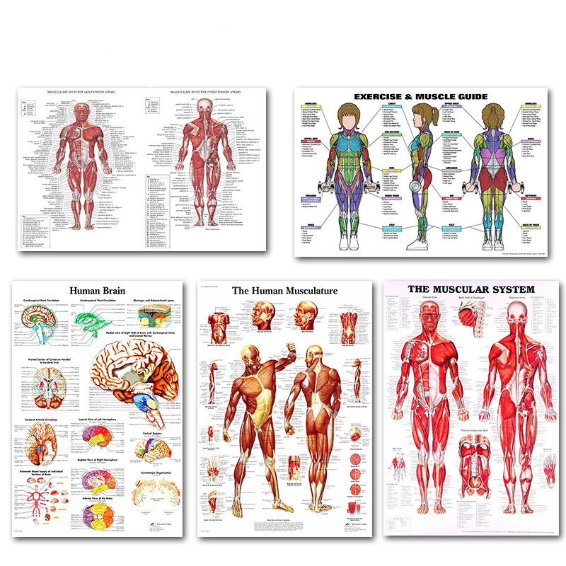 Human Anatomy Silk Posters Home Decor Wall Pictures For Classroom Office , Exercise Guide Medical Poster Wall Art for Students
Human Anatomy Silk Posters Home Decor Wall Pictures For Classroom Office , Exercise Guide Medical Poster Wall Art for Students