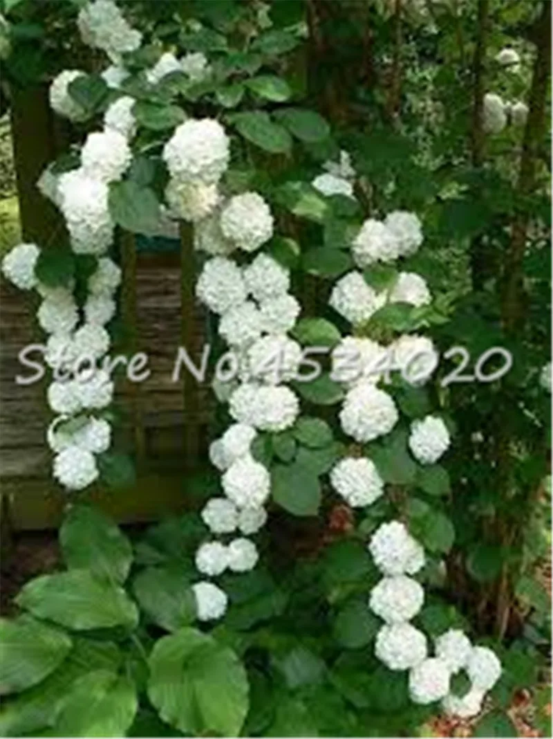 Bonsai 30 pcs Climbing white Hydrangea flores Hydrangea Flowers plantas wedding flowers, Bonsai plant for Home Garden Decoration
Bonsai 30 pcs Climbing white Hydrangea flores Hydrangea Flowers plantas wedding flowers, Bonsai plant for Home Garden Decoration