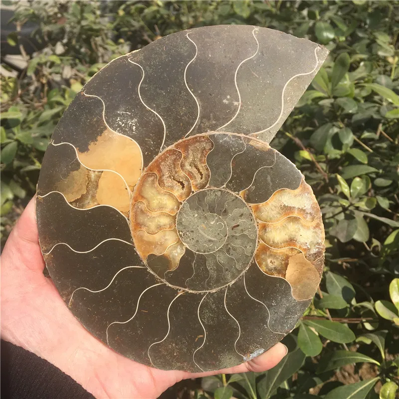 Natural Split Ammonite Fossil Specimen Ammolite Ocean Animal Snail Conch Madagascar Specimen Mineral