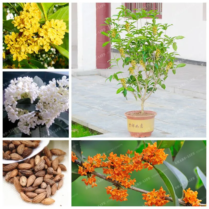 Osmanthus Fragrans Bonsai Charming And Fragrant Sweet Olive Tree Bonsai Cultivated As An Ornamental Plant For Home Garden 20 Pcs
Osmanthus Fragrans Bonsai Charming And Fragrant Sweet Olive Tree Bonsai Cultivated As An Ornamental Plant For Home Garden 20 Pcs