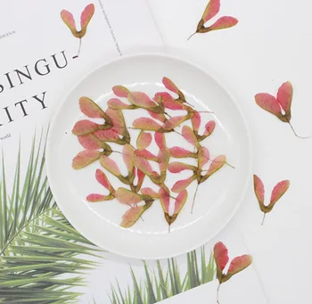 100pcs Pressed Dried Acer Saccarinum. Fruits Flower Plant Herbarium Jewelry Postcard Invitation Card Phone Case Bookmark DIY
100pcs Pressed Dried Acer Saccarinum. Fruits Flower Plant Herbarium Jewelry Postcard Invitation Card Phone Case Bookmark DIY