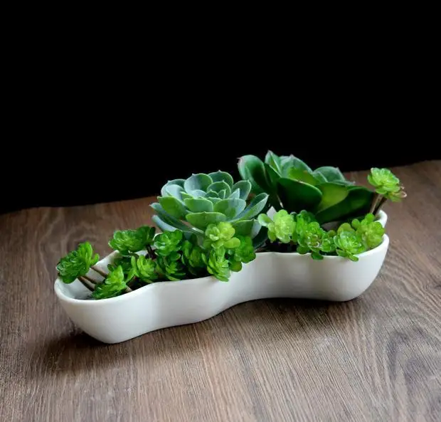 2019 Modern White Ceramic Irregular Shaped Succulent Plant Pot Ceramic Pot Handmade Creative Home Garden Desktop Flower Pot
2019 Modern White Ceramic Irregular Shaped Succulent Plant Pot Ceramic Pot Handmade Creative Home Garden Desktop Flower Pot
