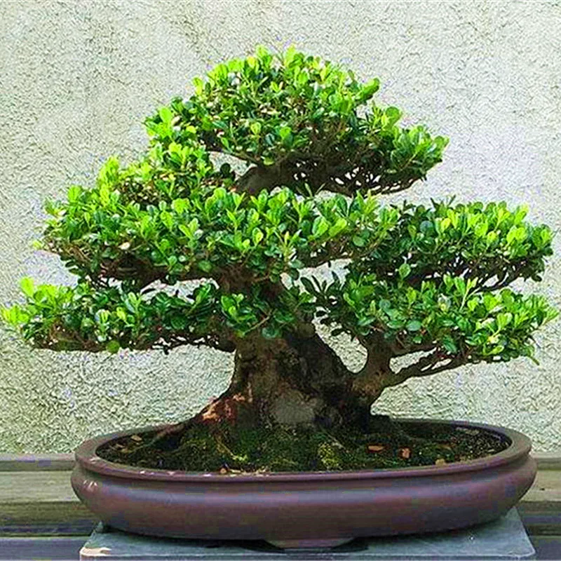10Pcs/Bag Boxwood Tree Bonsai Plant Decoration, Houseplant, Home Garden Decoration Bonsai Tree Boxwood Plants
10Pcs/Bag Boxwood Tree Bonsai Plant Decoration, Houseplant, Home Garden Decoration Bonsai Tree Boxwood Plants