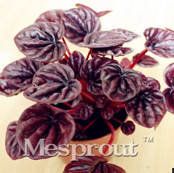 100pcs Rare Peperomia Bonsai EXOTIC Flower Bonsai Melon Leaves Bonsai Decoration Gift Home & Garden Free Shipping
100pcs Rare Peperomia Bonsai EXOTIC Flower Bonsai Melon Leaves Bonsai Decoration Gift Home & Garden Free Shipping