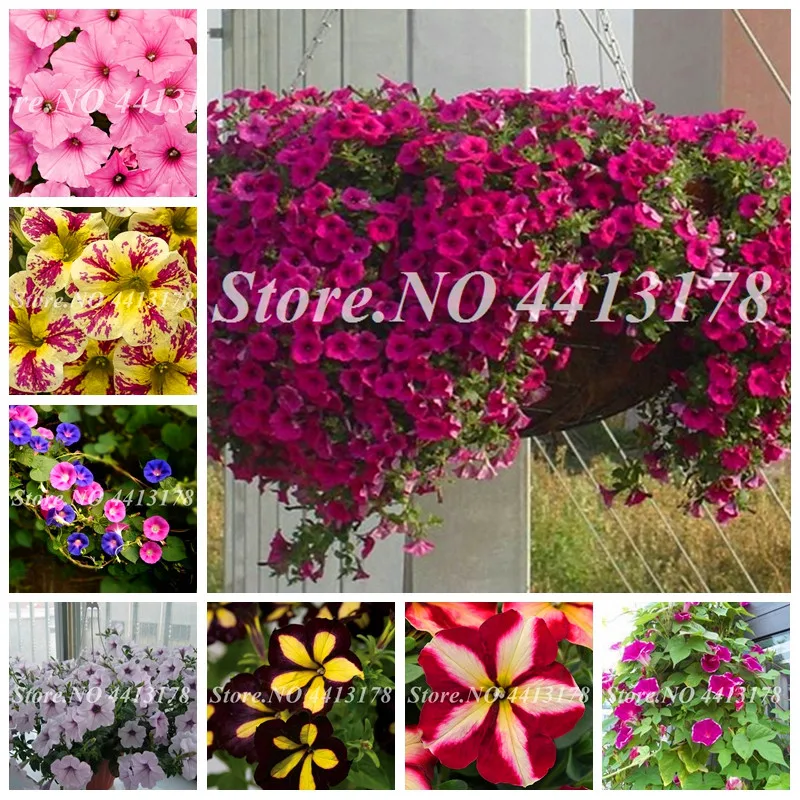 Promotion! 200 pcs Hanging Petunia Mixed bonsai 24 kind Color Waves Indoor Beautiful Flowers for Home Garden Plant Decoration
Promotion! 200 pcs Hanging Petunia Mixed bonsai 24 kind Color Waves Indoor Beautiful Flowers for Home Garden Plant Decoration