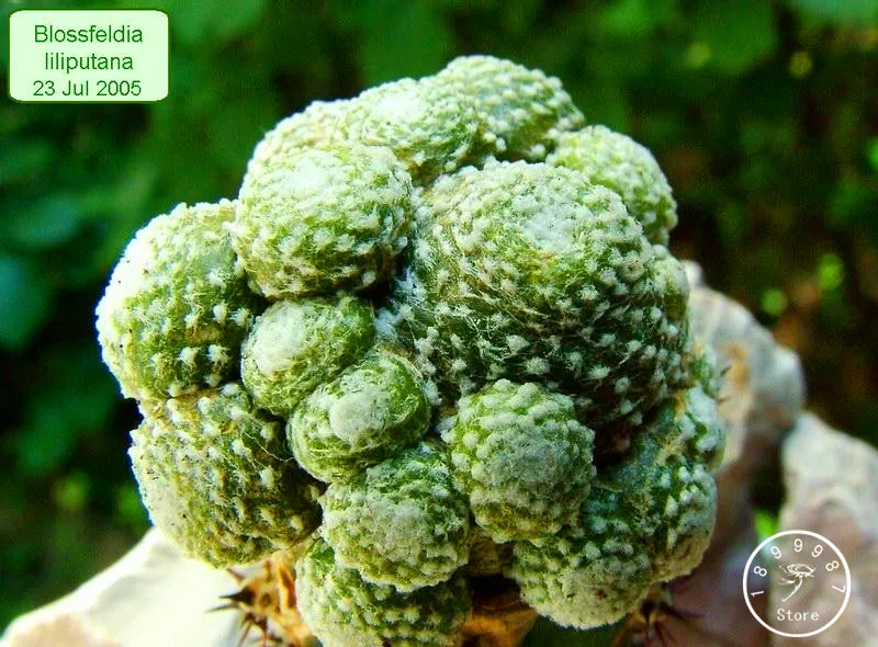 New Arrival!10Pcs/Pack "Strombocactus disciformis" Cactus Plants bonsai Succulent Plant rare flower Garden pot planters,#0K1G23
New Arrival!10Pcs/Pack "Strombocactus disciformis" Cactus Plants bonsai Succulent Plant rare flower Garden pot planters,#0K1G23
